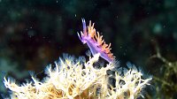 310 Flabelline d'Ischtia (Flabellina ischitana)